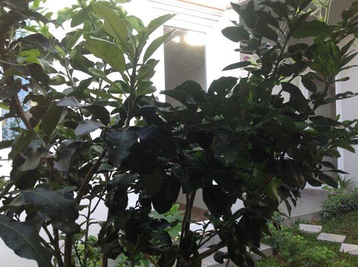Manh Duyen Garden Homestay ฟู้โกว๊ก ภายนอก รูปภาพ